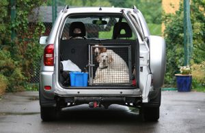 dogs in a crate inside a car...ready to go for a drive, Oslo Norway
