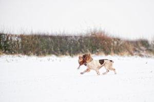 Working Gundog retrieving a pheasant