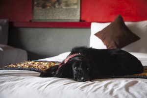 A Black English Cocker Spaniel Dog Sitting on a hotel bed next to pillow.