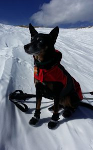 Australian Kelpie mix with snow booties and jacket taken at St. Mary's Glacier on a hike up to James Peak in Colorado