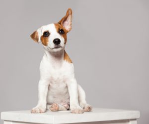 Puppy listening with raised ear. dog eavesdropping