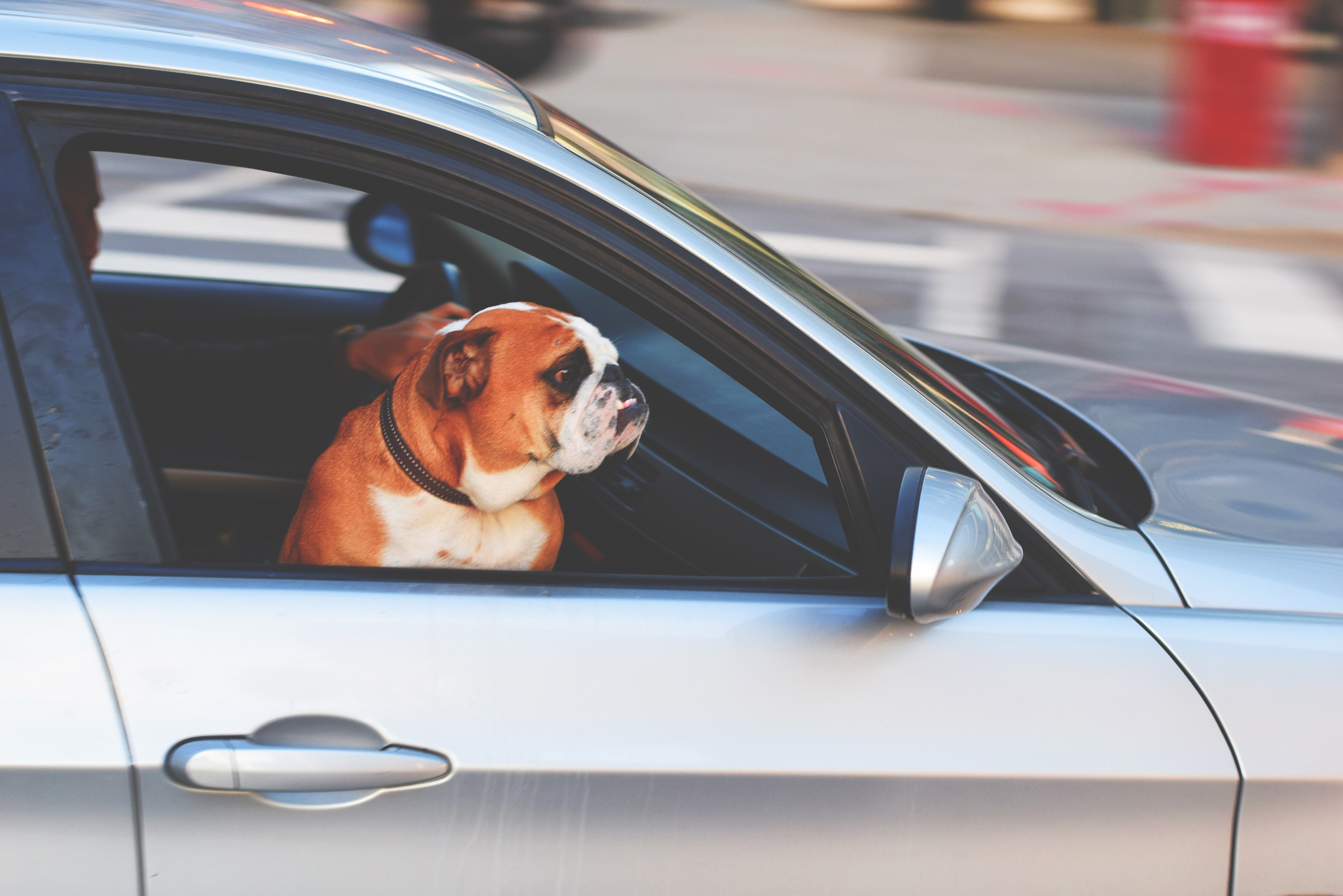 Bulldog i forsetet på bilen